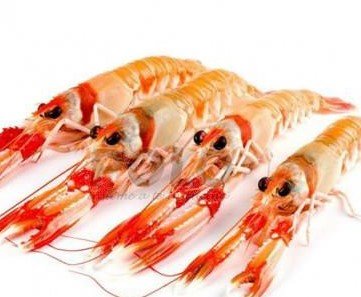 Sashimi Scampi